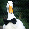 Thumb bow tie duck