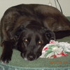 Thumb dixie 201202b